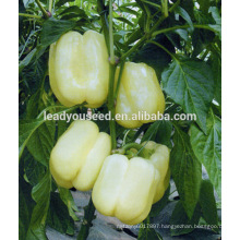 MSP04 Baijin white color bell pepper seeds, hybrid sweet pepper seeds